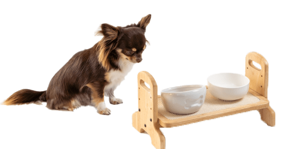 dog-e1708054833855