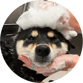 dog11