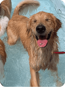 Giving dogs
loads of
FUN!