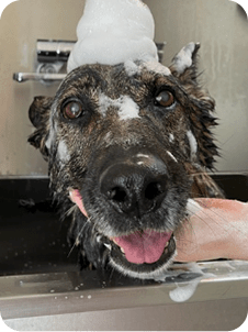 Returning 
dogs 
CLEAN