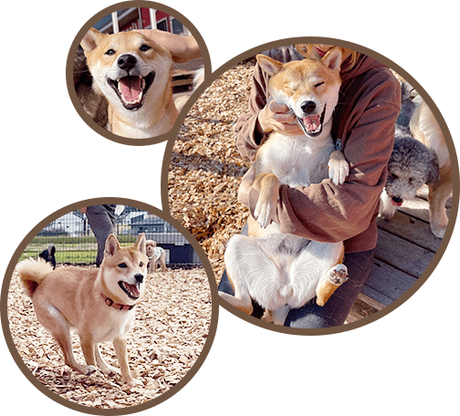 きなこちゃん